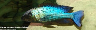 Fossorochromis rostratus &#39;Otter Point&#39;