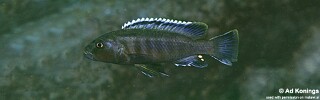 Genyochromis mento &#39;Likoma Island&#39;