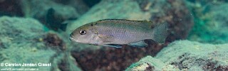 Genyochromis mento &#39;Makokola Reef&#39;