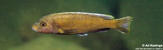 Genyochromis mento &#39;Nakantenga Island&#39;
