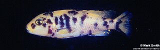 Genyochromis mento &#39;Thumbi West Island&#39;