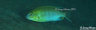 Gephyrochromis moorii &#39;Narungu&#39;
