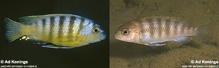 Gephyrochromis sp. &#39;patricki minos&#39; Maylandia sp. &#39;patricki minos&#39;
