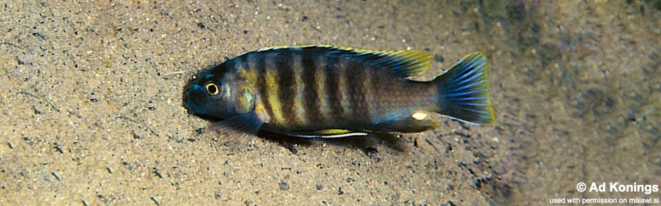 Gephyrochromis sp. 'sand black-fin' Lupingu