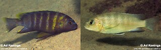 Gephyrochromis sp. &#39;sand black-fin&#39; Tropheops sp. &#39;sand black-fin&#39;