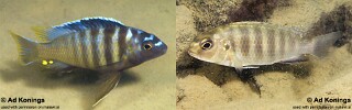 Gephyrochromis sp. &#39;sand&#39; Tropheops sp. &#39;sand&#39;