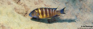 Gephyrochromis sp. &#39;sand&#39; Wikihi