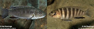 Gephyrochromis sp. &#39;zebroides&#39;