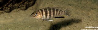 Gephyrochromis sp. 'zebroides' Metangula.jpg
