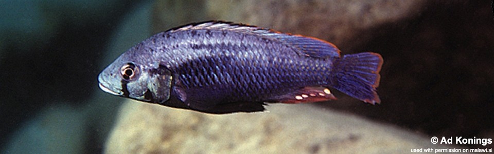 Astatotilapia sp. 'calliptera chizumulu' Chizumulu Island