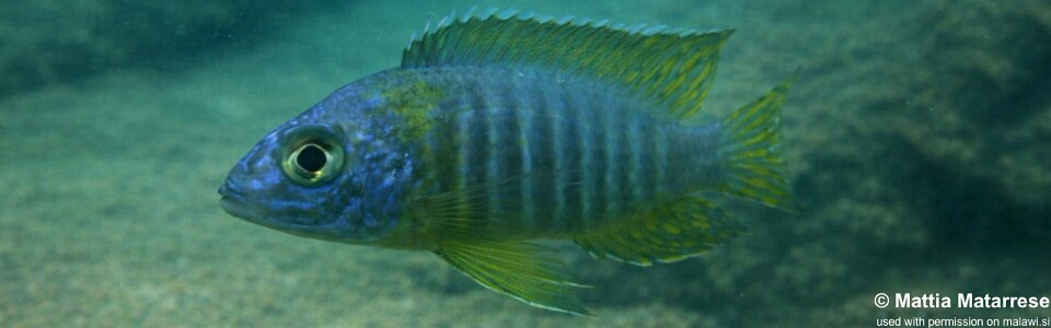 Aulonocara korneliae 'Chilongo Bay, Chizumulu Island'