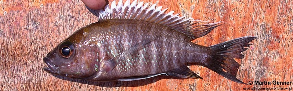 Aulonocara sp. 'brown piper' Chembe Beach