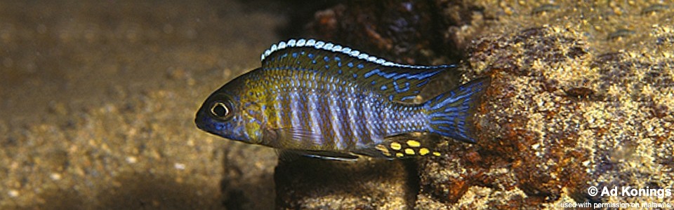 Aulonocara sp. 'chitande type mozambique' Lumbaulo