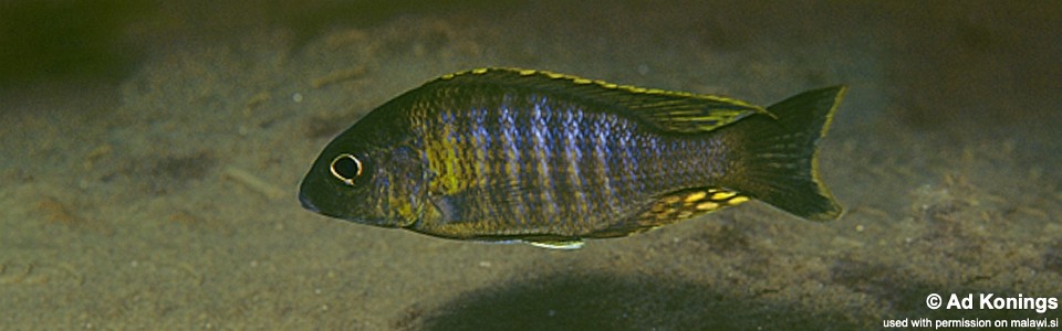 Aulonocara sp. 'chitande type kande' Kande Island