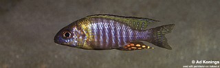 Aulonocara sp. 'chitande type north' Hora Mhango.jpg