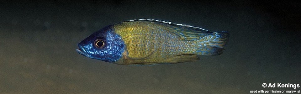 Aulonocara sp. 'jalo' Jalo Reef