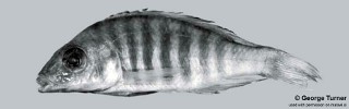 Aulonocara sp. 'long' South East Arm.jpg