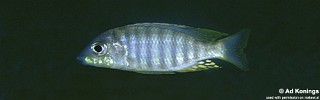 Aulonocara sp. 'pyramid' Luwala Reef.jpg