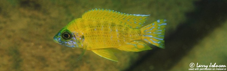 Aulonocara sp. 'stuartgranti maleri' Maleri Island