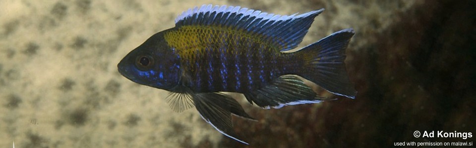 Aulonocara sp. 'walteri' Mkanila Bay