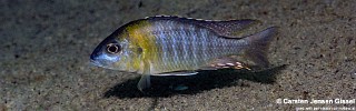 Aulonocara sp. 'yellow collar' Chemwezi Rocks.jpg