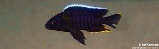 Aulonocara sp. 'yellow collar' Mazinzi Reef.jpg