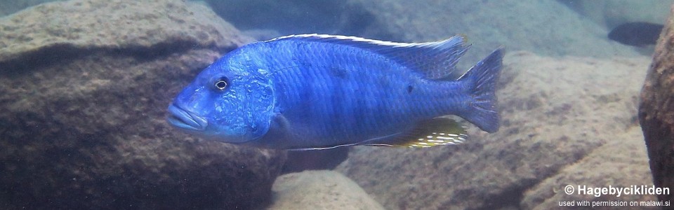 Buccochromis heterotaenia 'Ndomo Point'