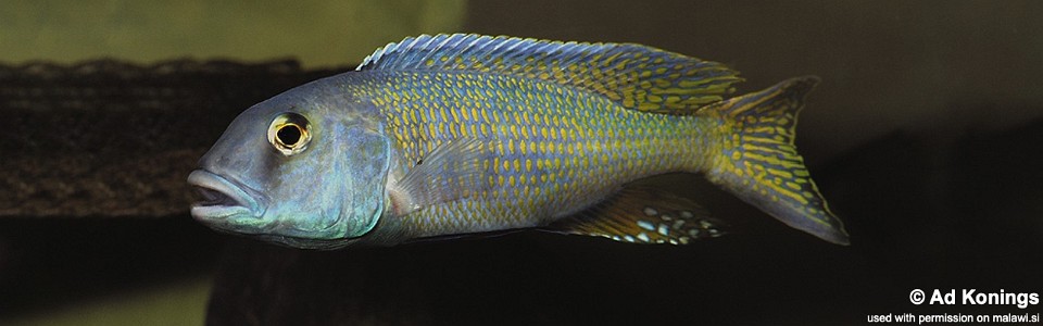 Buccochromis lepturus (unknown locality)