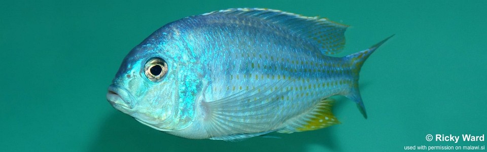 Chilotilapia rhoadesii 'Boadzulu Island'