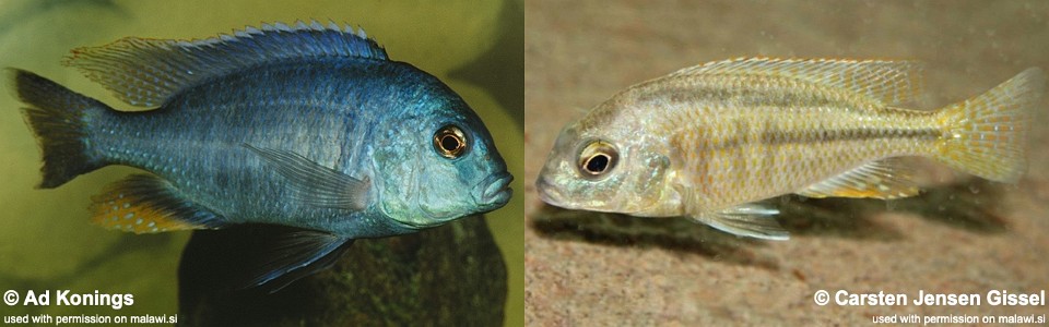 Chilotilapia rhoadesii (unknown locality)