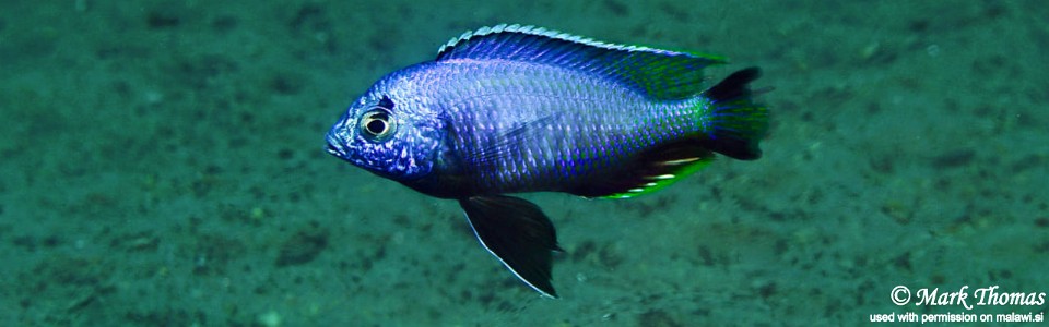 Copadichromis atripinnis 'Border'