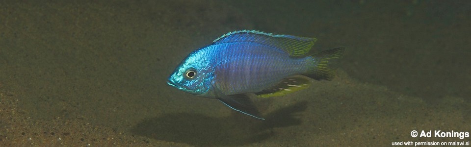 Copadichromis atripinnis (unknown locality)