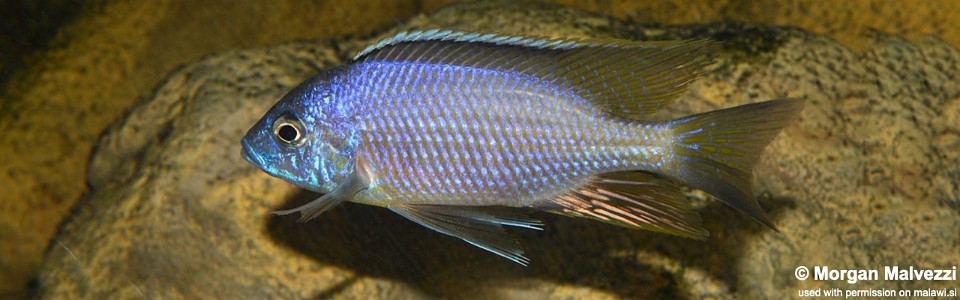 Copadichromis diplostigma 'Likoma Island'