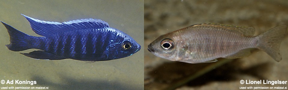 Copadichromis sp. 'kawanga no-spot' Undu Reef