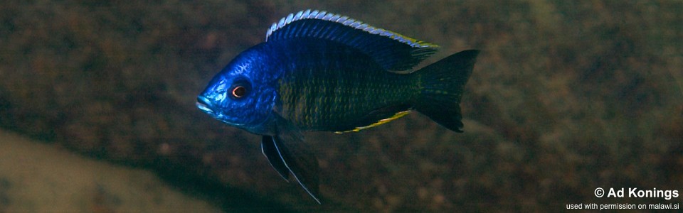 Copadichromis sp. 'lupingu blue' Lupingu