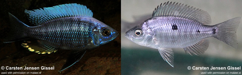 Copadichromis sp. 'three peaks' Three Peaks Reef