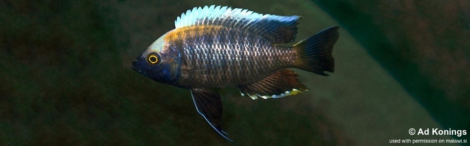 Copadichromis sp. 'yellow black lupingu' Lupingu