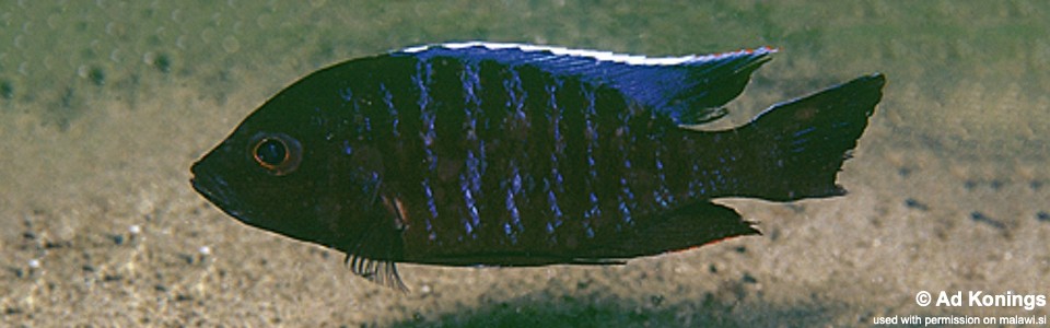 Copadichromis sp. 'kawanga' Chitande Island