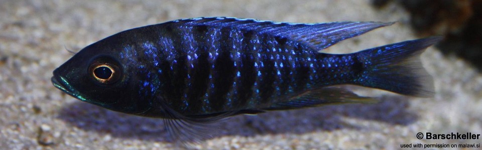 Copadichromis sp. 'kawanga' Chitimba Bay