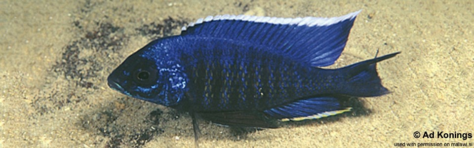 Copadichromis sp. 'kawanga' Hongi Island