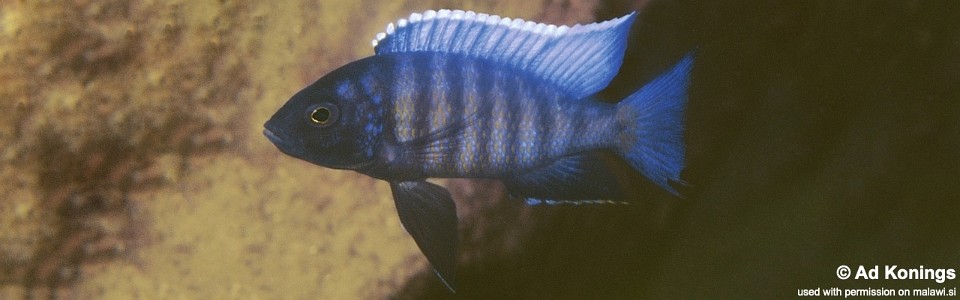 Copadichromis sp. 'kawanga' Hora Mhango