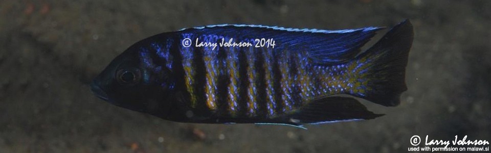 Copadichromis sp. 'kawanga' Lion's Cove