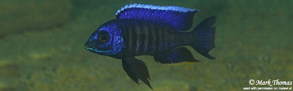 Copadichromis sp. 'kawanga' Mbamba Bay