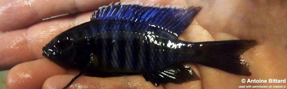 Copadichromis sp. 'kawanga' Usysia