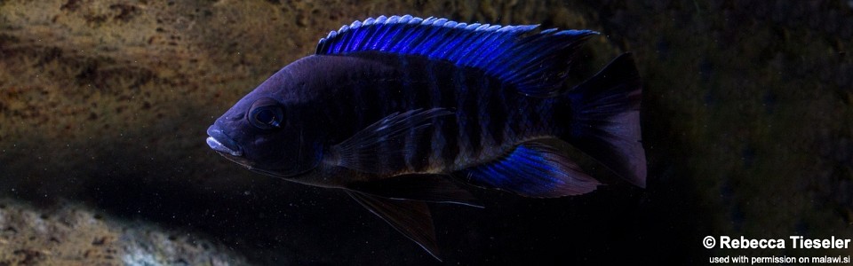 Copadichromis sp. 'kawanga' (unknown locality)