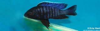 Copadichromis sp. 'kawanga' Ndonga.jpg