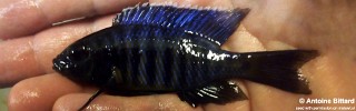 Copadichromis sp. 'kawanga' Usysia.jpg