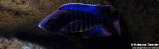 Copadichromis sp. 'kawanga'.jpg