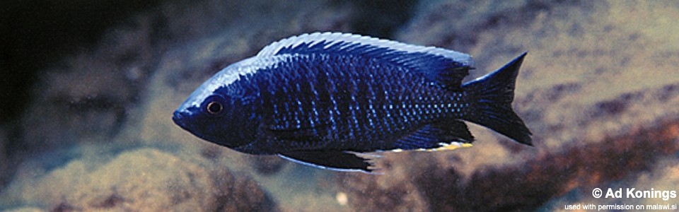 Copadichromis sp. 'mloto undu' Undu Reef