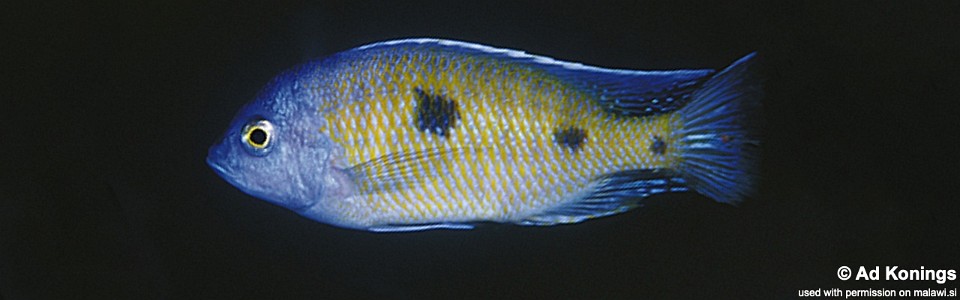 Copadichromis trimaculatus 'Gome'